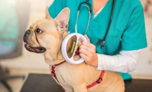 A stock photo of a dog getting microchipped