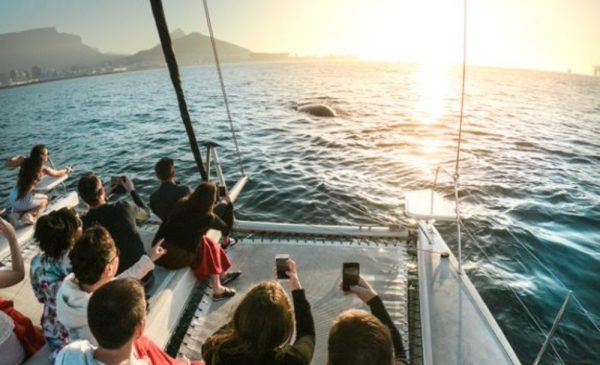 See the Beauty of Cape Town with a 60-Minute Cruise For Two - Image 8