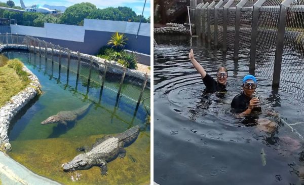 A collage of crocodiles in the water and two people trying crocodile diving at Afrikanos in Danger Point