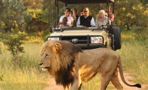 A lion in front of group of people on a game drive at Honeyguide Tented Safari Camp in the Entabeni Game Reserve