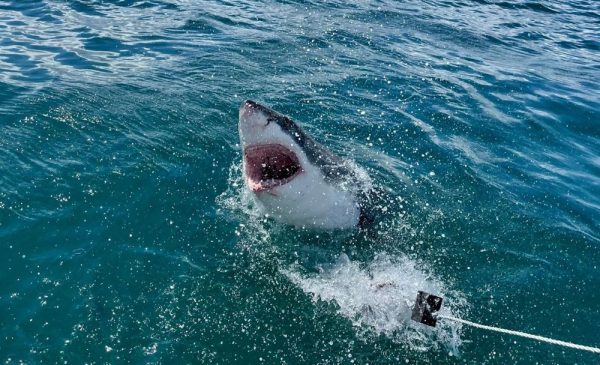 Tick an Activity Off Your Bucket List with a Shark Cage Diving Experience in Gansbaai - Image 2