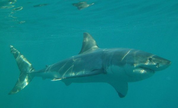 Tick an Activity Off Your Bucket List with a Shark Cage Diving Experience in Gansbaai - Image 4
