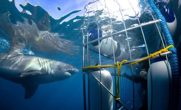 Tick an Activity Off Your Bucket List with a Shark Cage Diving Experience in Gansbaai
