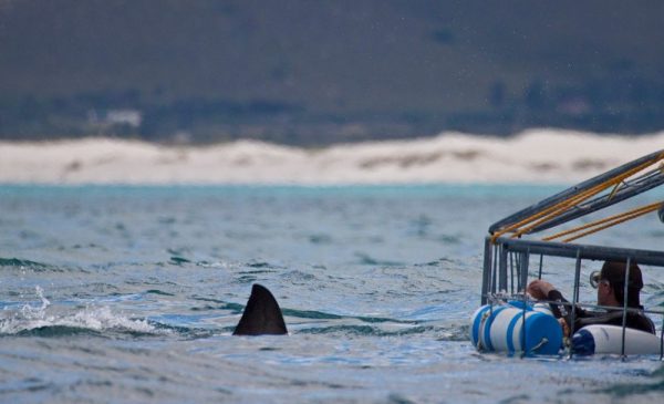 Tick an Activity Off Your Bucket List with a Shark Cage Diving Experience in Gansbaai - Image 5