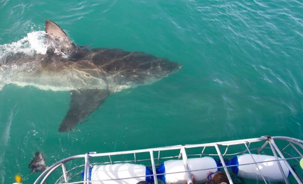Tick an Activity Off Your Bucket List with a Shark Cage Diving Experience in Gansbaai - Image 6