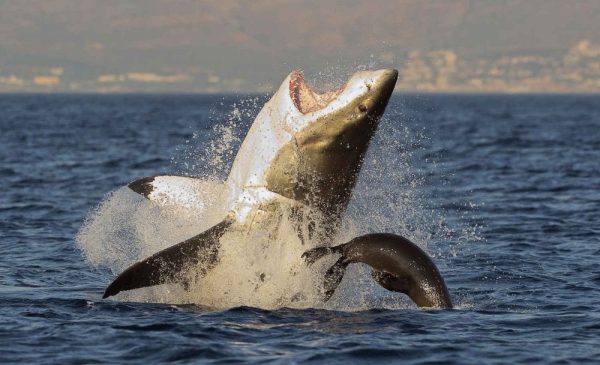 Tick an Activity Off Your Bucket List with a Shark Cage Diving Experience in Gansbaai - Image 7