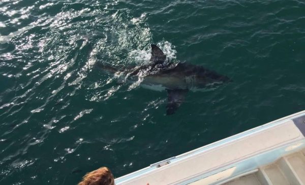 Tick an Activity Off Your Bucket List with a Shark Cage Diving Experience in Gansbaai - Image 8