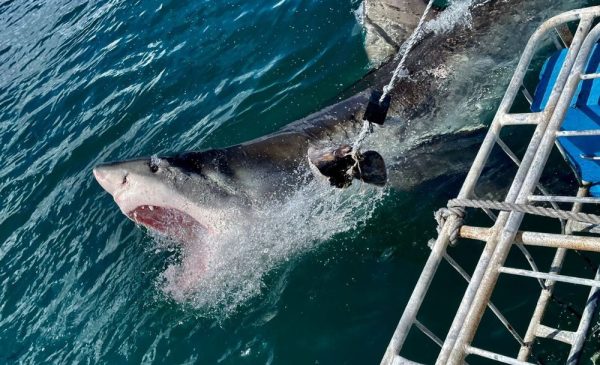 Tick an Activity Off Your Bucket List with a Shark Cage Diving Experience in Gansbaai - Image 9