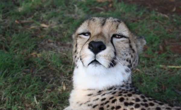 A Child Ticket for an Educational Tour Around a Cheetah Conservation Project - Image 5