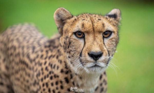 An Educational Tour Around a Cheetah Conservation Project for 1 Adult - Image 4