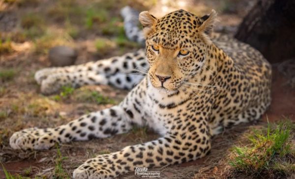 An Educational Tour Around a Cheetah Conservation Project for 1 Adult - Image 7