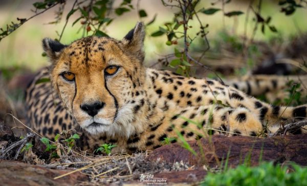 A Child Ticket for an Educational Tour Around a Cheetah Conservation Project - Image 11