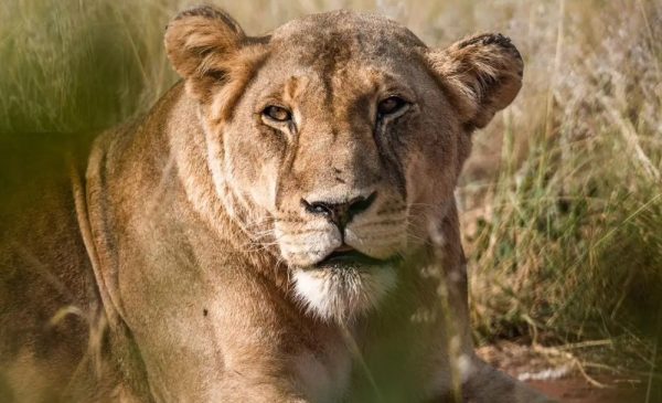A Child Ticket for an Educational Tour Around a Cheetah Conservation Project - Image 12