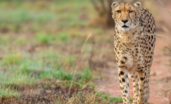 An Educational Tour Around a Cheetah Conservation Project for 1 Adult - Image 3