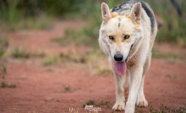 A Child Ticket for an Educational Tour Around a Cheetah Conservation Project - Image 7