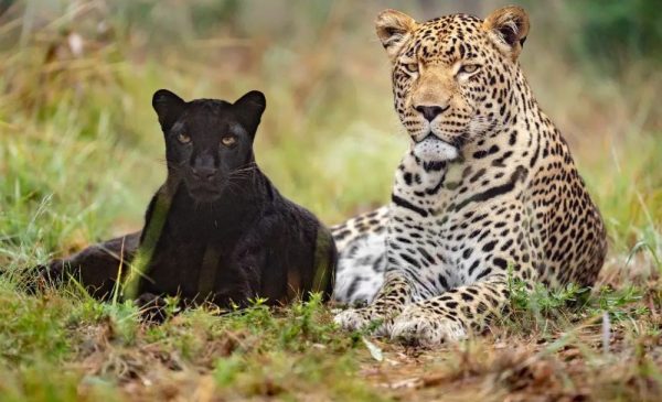 A Child Ticket for an Educational Tour Around a Cheetah Conservation Project - Image 8