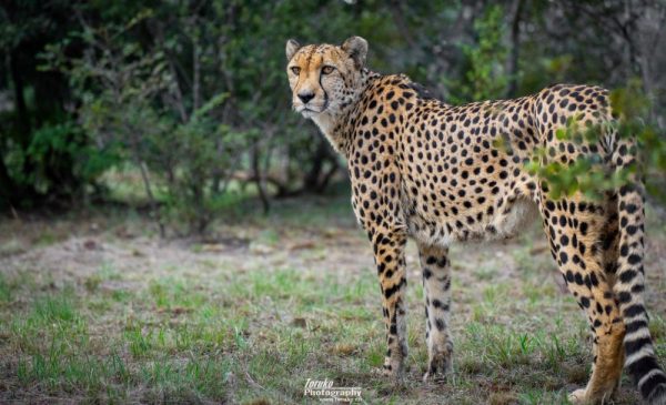 An Educational Tour Around a Cheetah Conservation Project for 1 Adult - Image 2