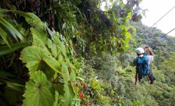 2-hour ziplining experience in Howick - Image 4