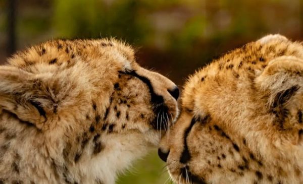 A Child Ticket for an Educational Tour Around a Cheetah Conservation Project - Image 2