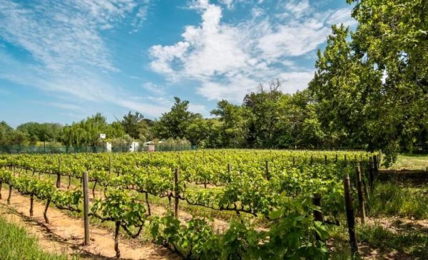 Scenic midweek stay for 2 in Stellenbosch - Image 6