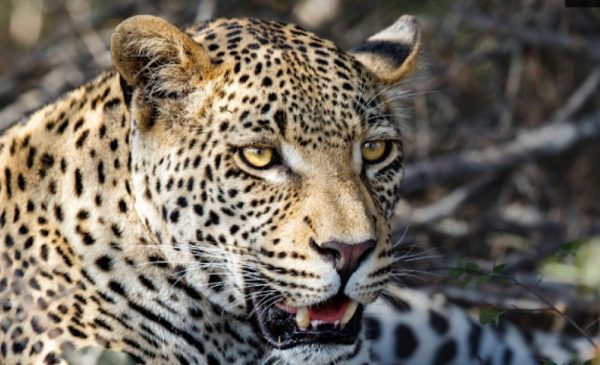 Game Reserve stay in Kwa-Zulu Natal - Image 2