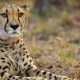 A Walking Tour for 1 Adult Around a Cheetah Conservation Project
