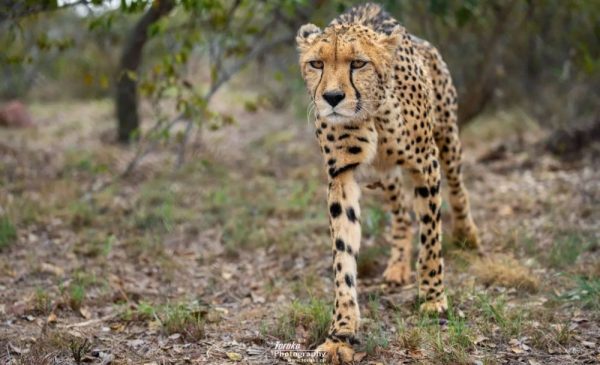 A Child Ticket for an Educational Tour Around a Cheetah Conservation Project - Image 3