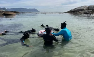 Snorkelling experience