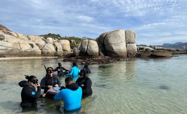 Immersive snorkelling experience in Simons Town - Image 5