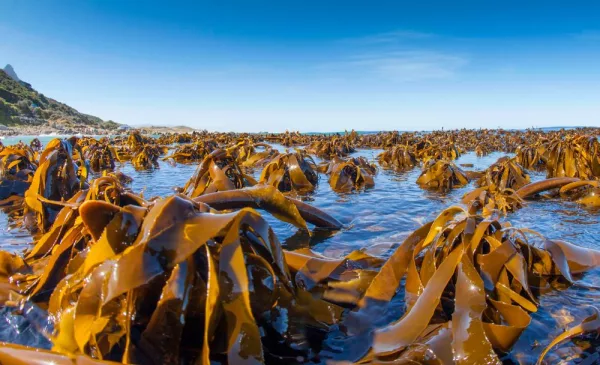 Immersive snorkelling experience in Simons Town - Image 8