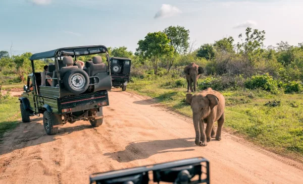 Go on your dream safari getaway to the Kruger