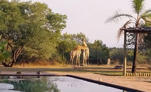 Be Surrounded by the Tranquility of the Bushveld with a Self-Catering Stay - Image 6