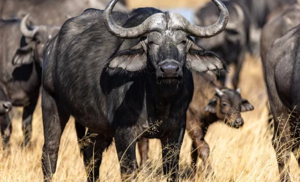 Get Away to an Award-Winning Game Reserve for a Romantic 2-Night Stay - Image 14