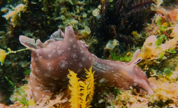 Go Scuba Diving in Cape Town - Image 11
