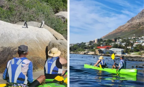 Kayak with penguins in Simons Town - Image 2