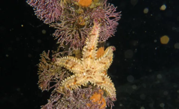Go Scuba Diving in Cape Town - Image 5
