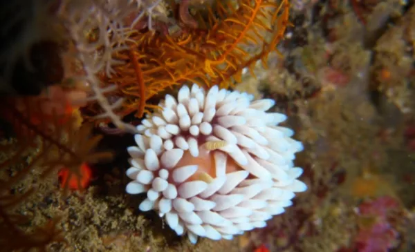 Go Scuba Diving in Cape Town - Image 6
