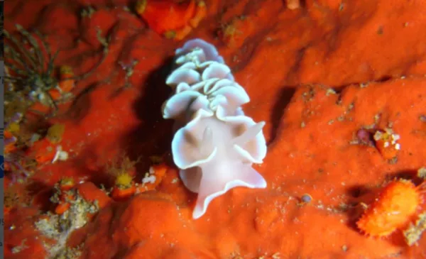 Go Scuba Diving in Cape Town - Image 7