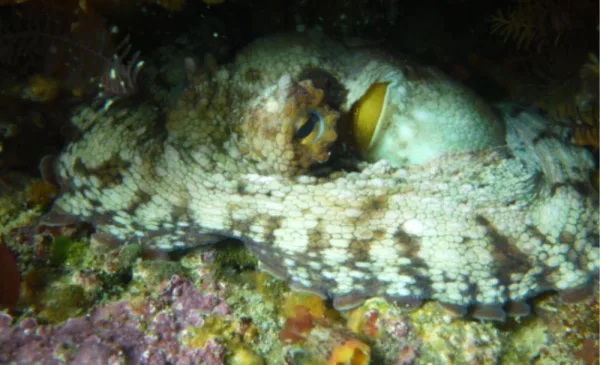 Go Scuba Diving in Cape Town - Image 12