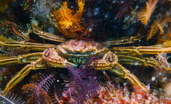 Go Scuba Diving in Cape Town - Image 13