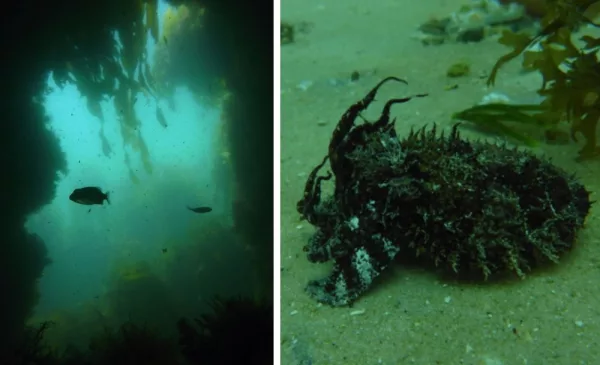 Go Scuba Diving in Cape Town - Image 14