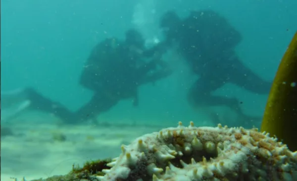 Go Scuba Diving in Cape Town - Image 15