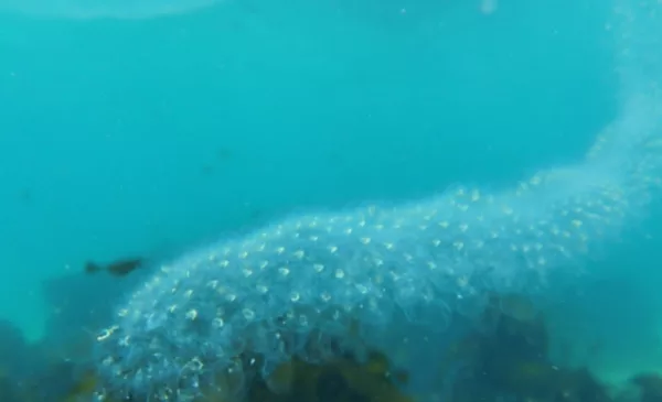 Go Scuba Diving in Cape Town - Image 16