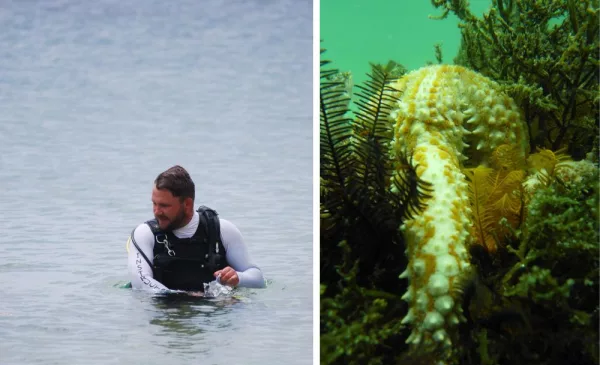 Go Scuba Diving in Cape Town - Image 10