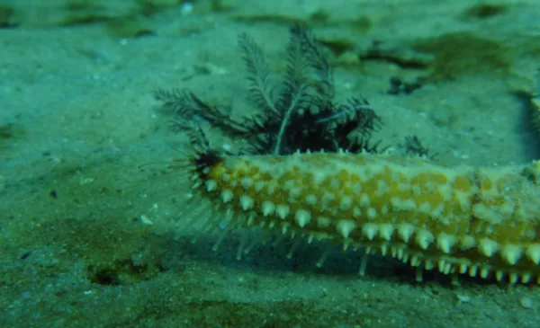 Go Scuba Diving in Cape Town - Image 2