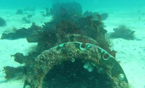 Go Scuba Diving in Cape Town - Image 3