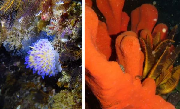 Go Scuba Diving in Cape Town - Image 4