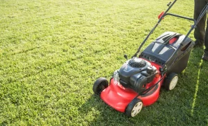 A Gardening Service For Up to 30 Square Meters in Midrand