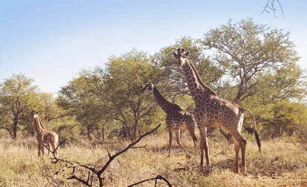 Appreciate the Beauty of the African Bush with a Luxury Midweek Stay - Image 8