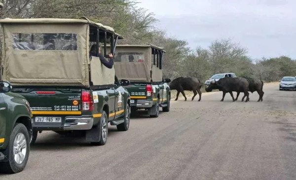 Safari adventure package for 1 in Mpumalanga - Image 5